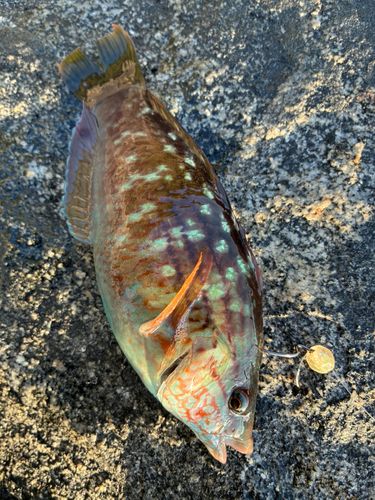 ベラの釣果