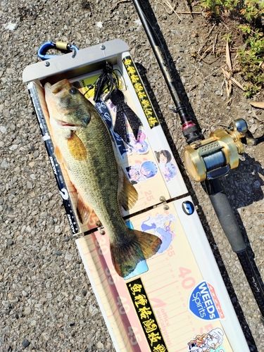ラージマウスバスの釣果