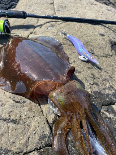 アオリイカの釣果