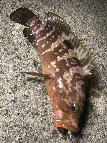 キジハタの釣果