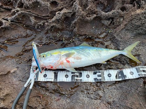 イナダの釣果