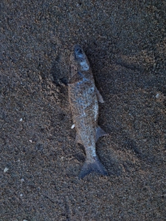 ボラの釣果