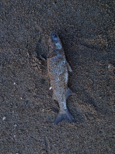ボラの釣果
