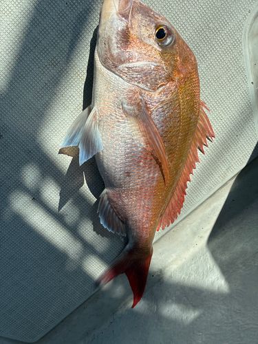 マダイの釣果