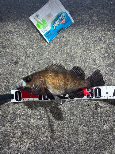 タケノコメバルの釣果