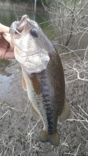 ラージマウスバスの釣果