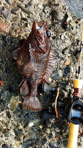 オウゴンムラソイの釣果