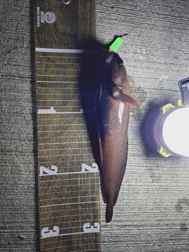 ドンコの釣果