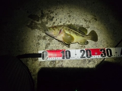 シマソイの釣果