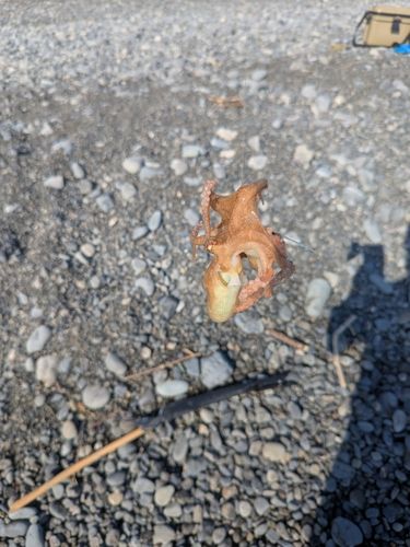 タコの釣果