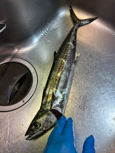 サゴシの釣果