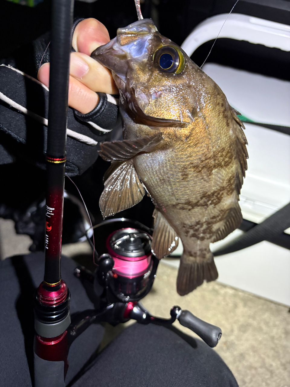 20月下美人610L-S DAIWA（ダイワ） 20 月下美人 メバル 610L-S・N 【大型商品140