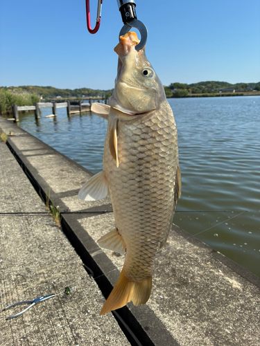 コイの釣果