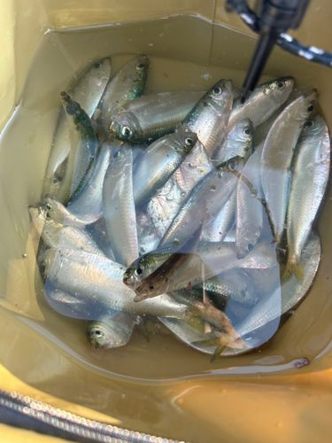 サッパの釣果