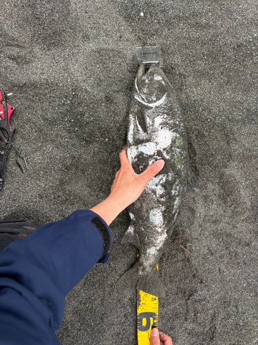 サクラマスの釣果