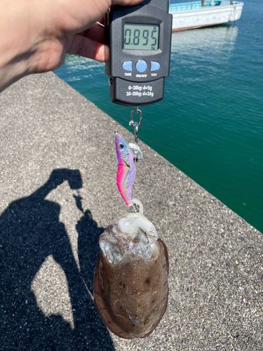 コウイカの釣果