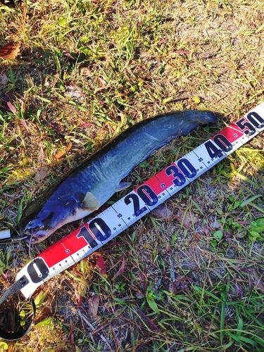 ナマズの釣果