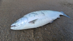 サクラマスの釣果