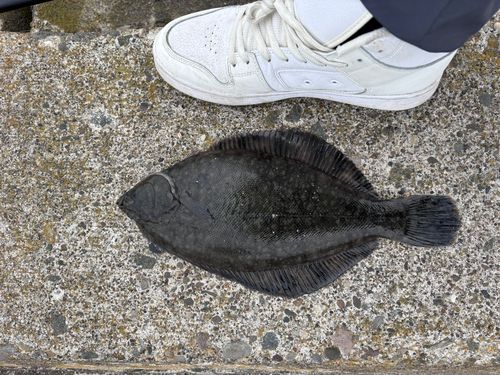 クロガシラガレイの釣果