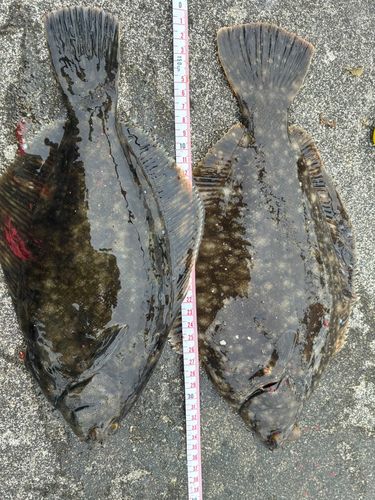 クロガシラガレイの釣果