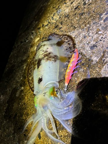 イカの釣果