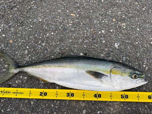 ワラサの釣果