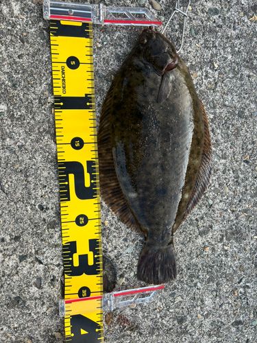 マコガレイの釣果