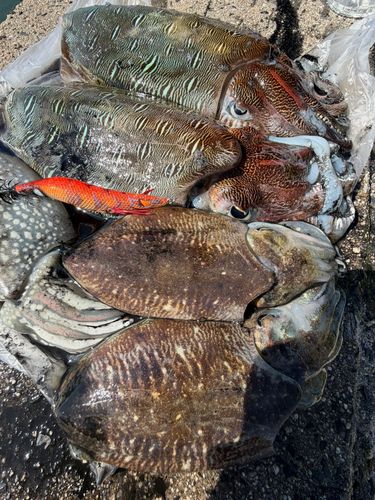 コウイカの釣果