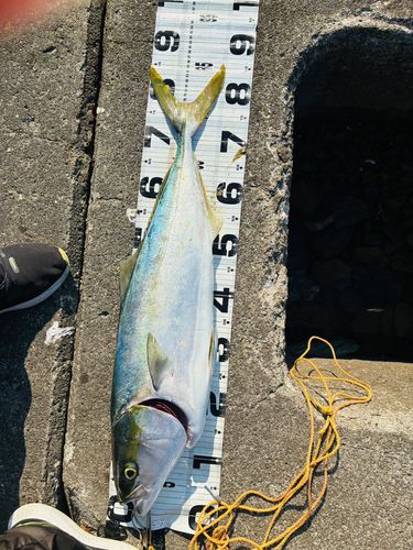 ハマチの釣果