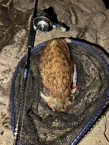 モンゴウイカの釣果