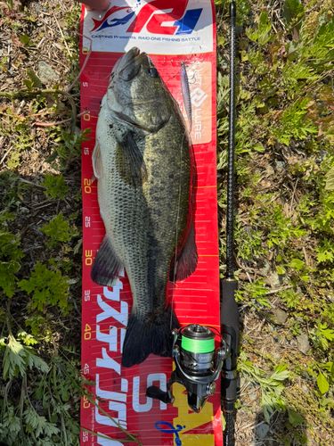 ブラックバスの釣果