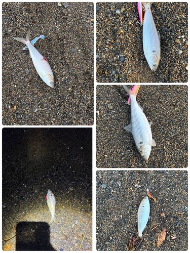コノシロの釣果