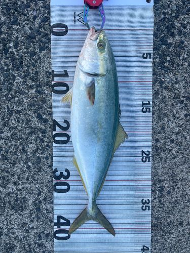 ツバスの釣果