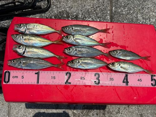 アジの釣果