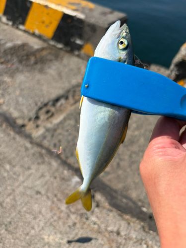 ワカシの釣果