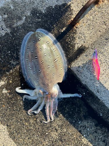 モンゴウイカの釣果