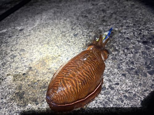コウイカの釣果