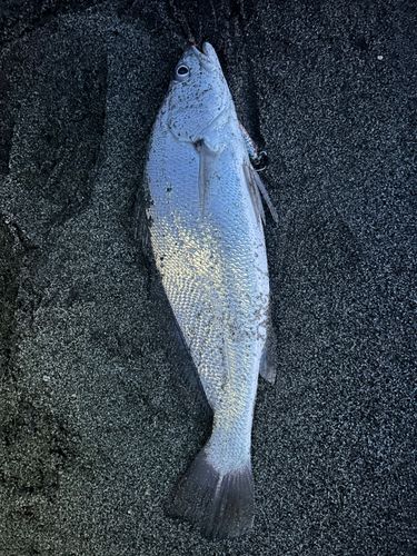 オオニベの釣果