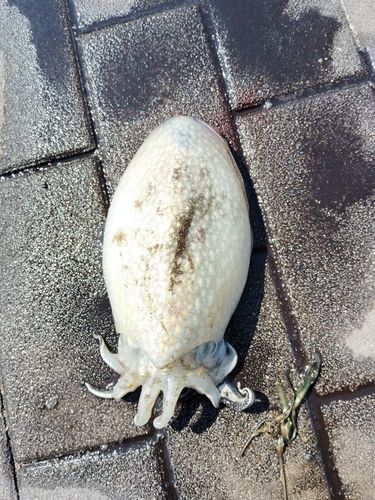 コウイカの釣果