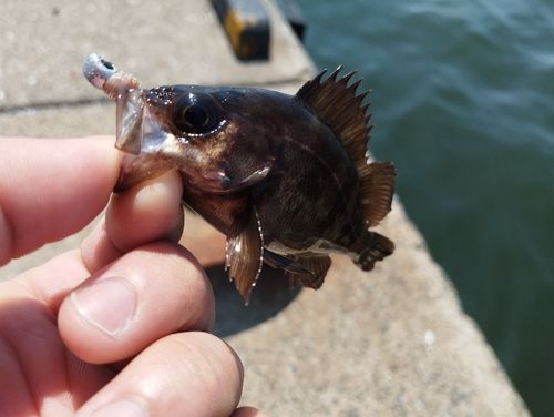 クロソイの釣果