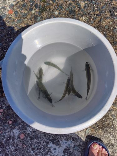 トウゴロウイワシの釣果