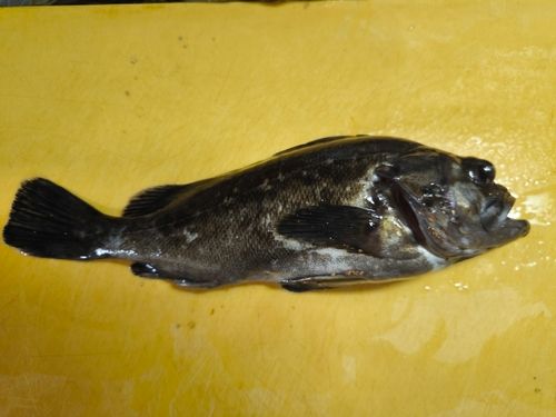 クロソイの釣果