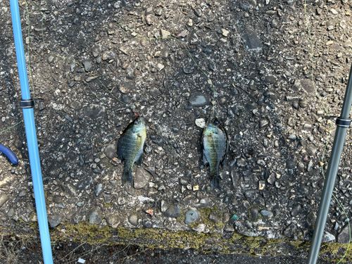 ブルーギルの釣果