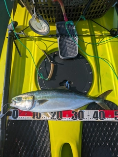 イナダの釣果