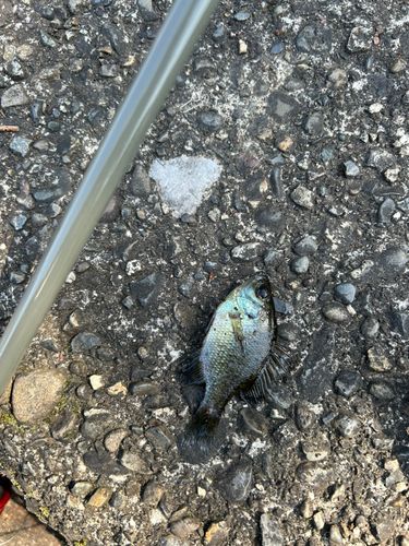 ブルーギルの釣果