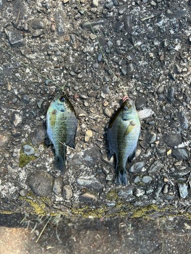 ブルーギルの釣果
