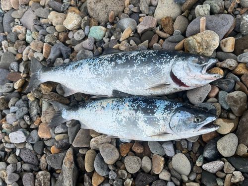 サクラマスの釣果