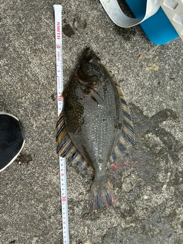 カワガレイの釣果