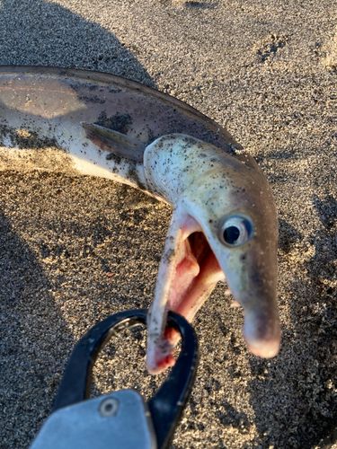 ハモの釣果