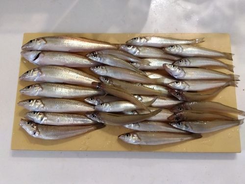 キスの釣果